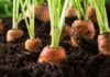 Expert Tips for Successfully Growing Carrots in Containers – Container Homes Builder