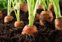 Expert Tips for Successfully Growing Carrots in Containers – Container Homes Builder